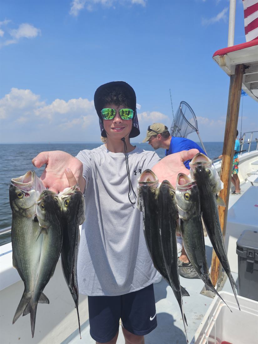 Black sea bass