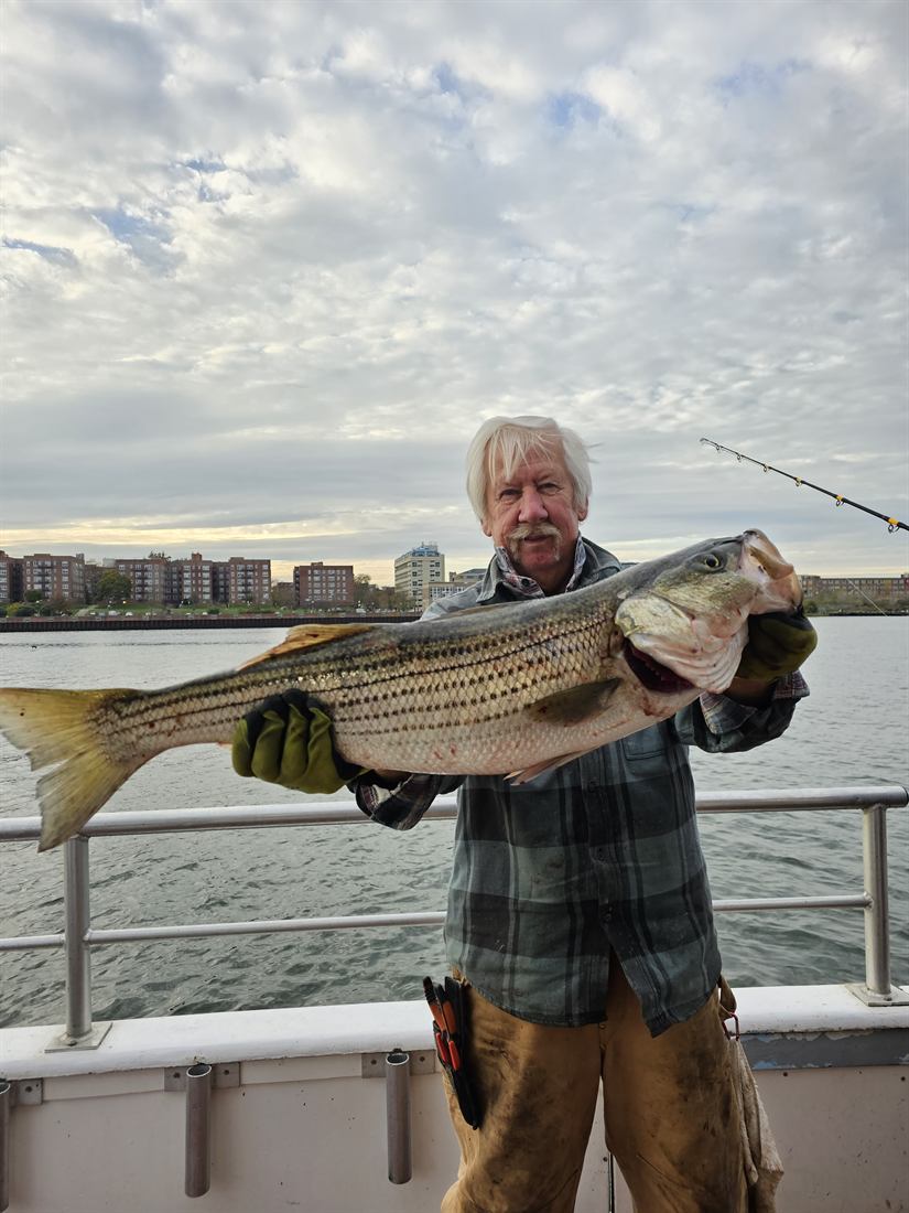 Striped bass