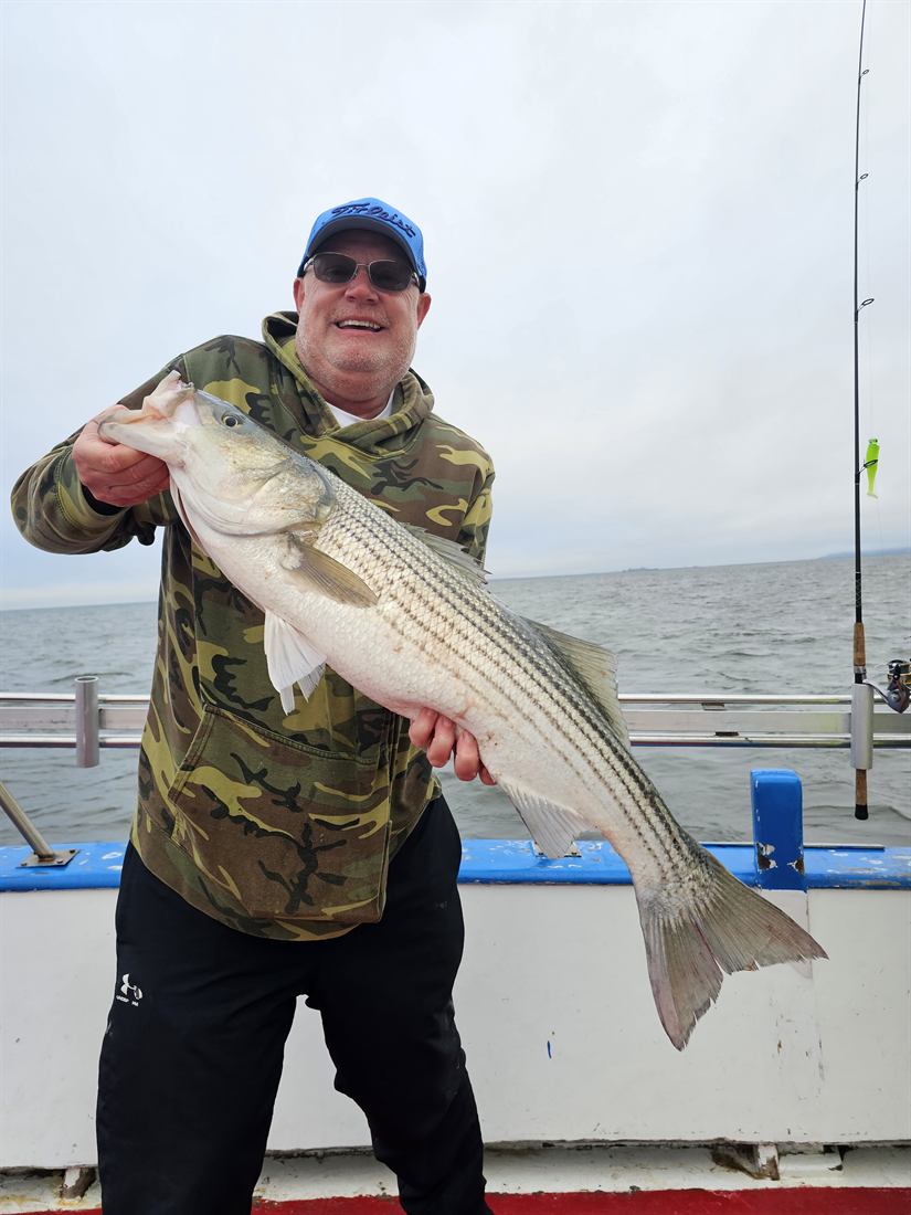 Striped bass