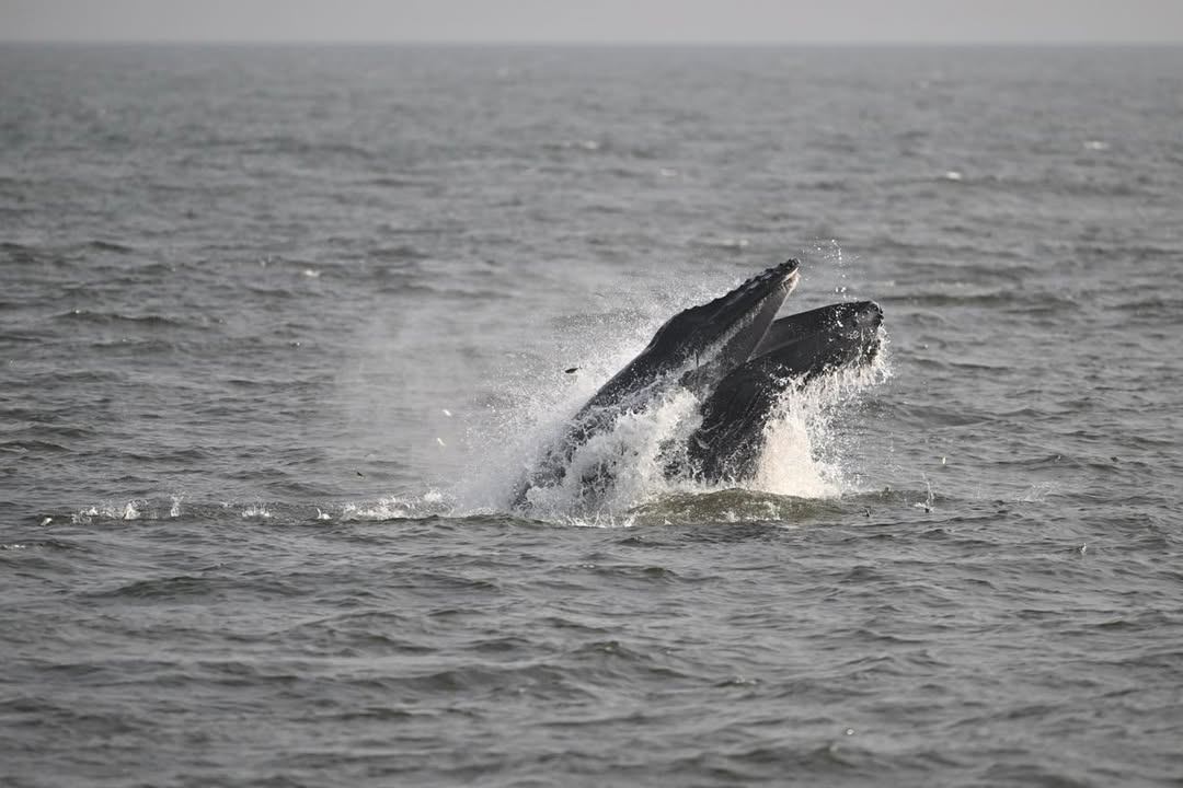 Humpback whale lunge-feeding at the surface